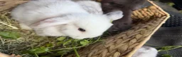Mini Lop rabbits for sale: Stunning mini lops - Advert 7