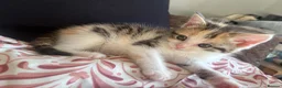 Mixed Breed cats for sale: 🐾 ADORABLE MIXED BREED CALICO GIRLS 🐾 - Advert 2