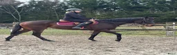 English Thoroughbred horses for sale: Super quiet teenager dream horse - Advert 30