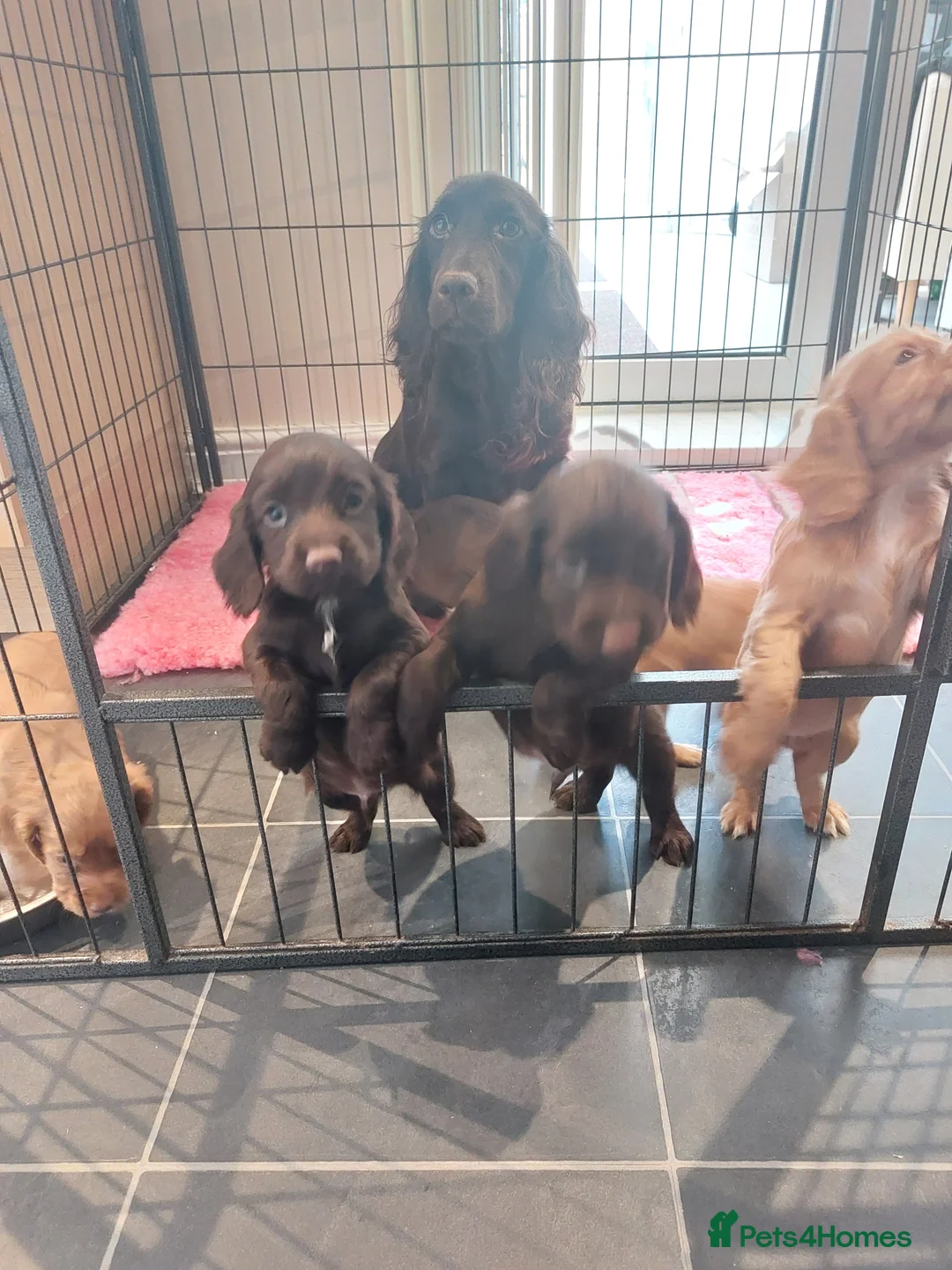 Cocker Spaniel dogs for sale: Health tested working cocker spaniels - Advert 1