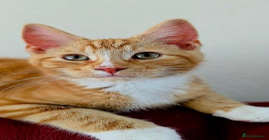 Mixed Breed cats - Advert 5