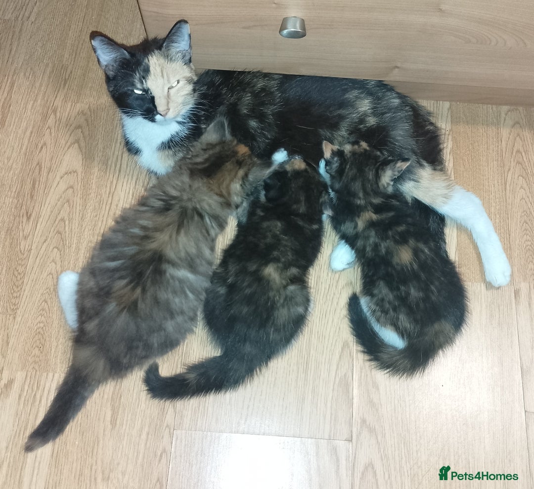 Egyptian Mau cats for sale: Adorable Calico Kitten Seeking Forever Home - Image 6