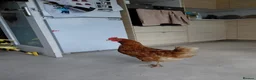 Chickens poultry for sale: 4 chickens plus coop for sale - Advert 3