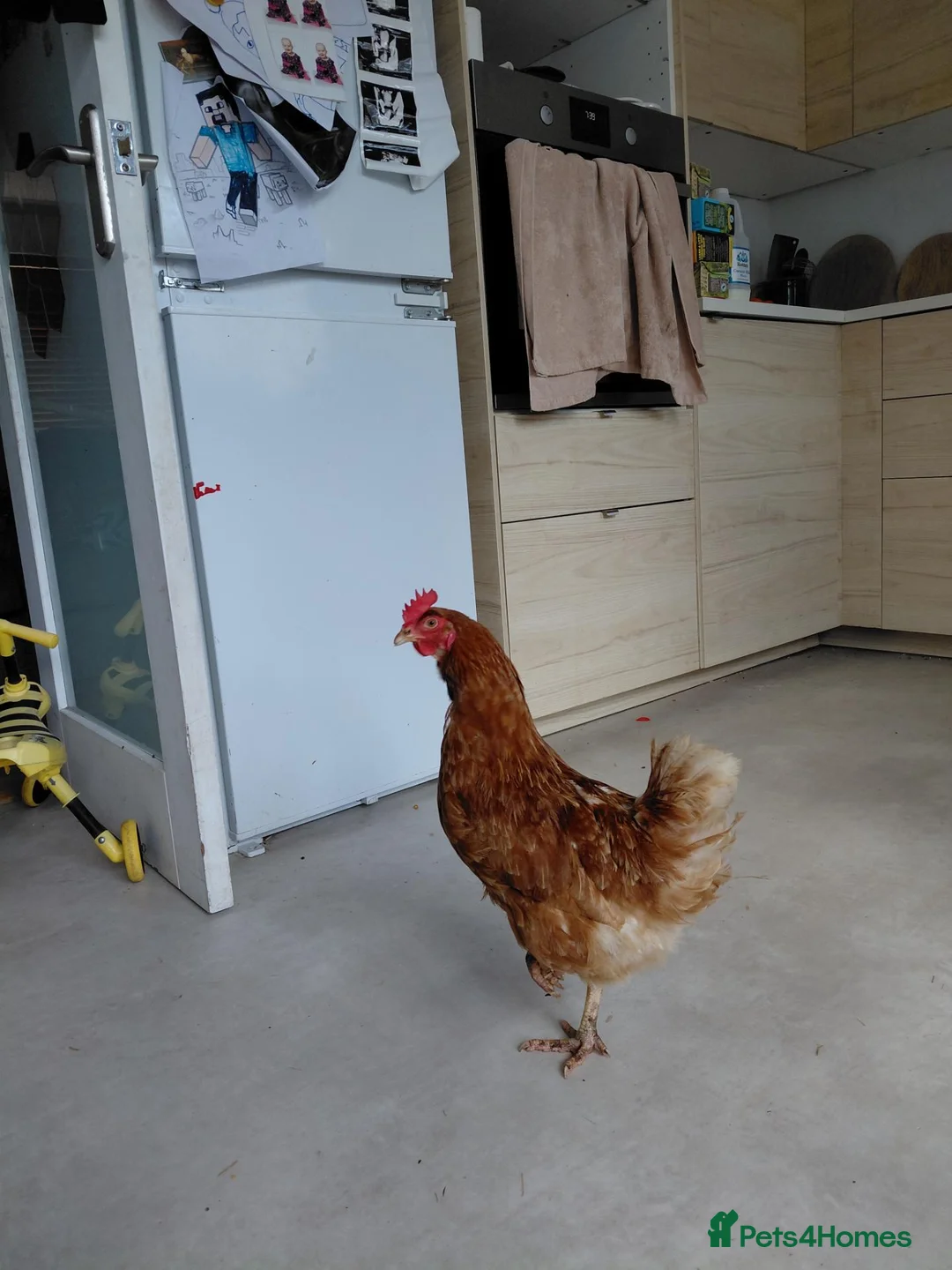 Chickens poultry for sale: 4 chickens plus coop for sale - Advert 3