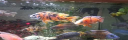 Cichlids fish for sale: Tropical fish in Wallsend - Advert 1