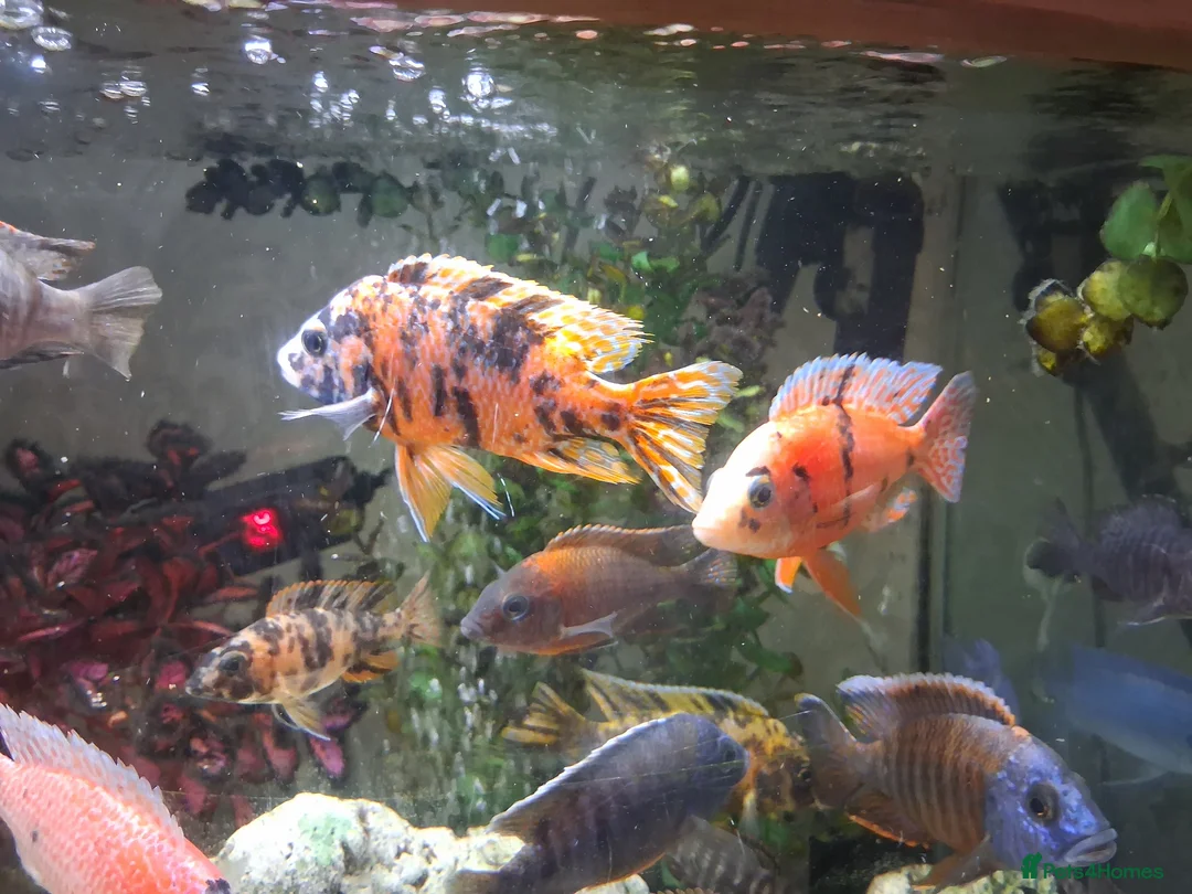 Cichlids fish for sale: Tropical fish in Wallsend - Advert 1