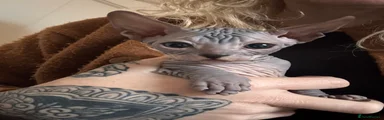 Sphynx 3