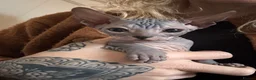 Sphynx cats for sale: Sphynx Kittens - Advert 10