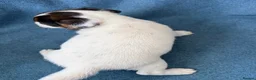 Jack Russell dogs for sale: Beautiful Jack Russell pups, petite, smooth coat.  - Advert 22