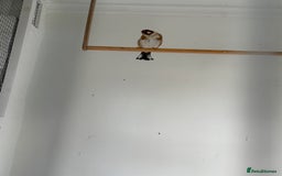 Canaries birds for sale: Canary - Image 6