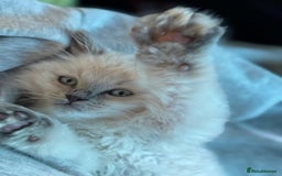 Ragdoll cats for sale: my LEO - Image 4