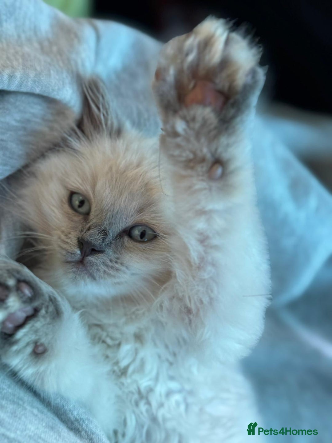 Ragdoll cats for sale: my LEO - Image 4