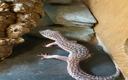 Leopard Gecko reptiles for sale: Snow leopard gecko and vivarium  - Image 6