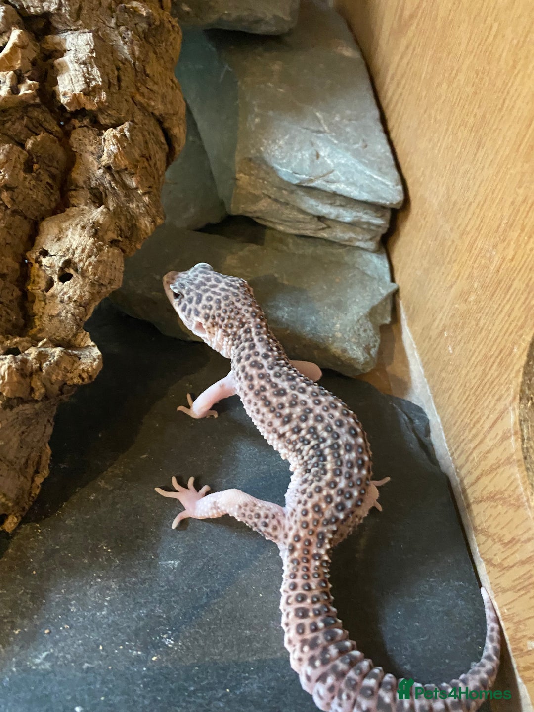Leopard Gecko reptiles for sale: Snow leopard gecko and vivarium  - Image 6