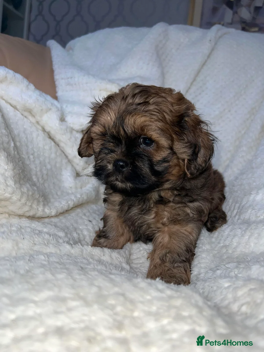 Miniature Poodle dogs for stud: Stunning Red Poodle for Stud in Motherwell - Advert 28