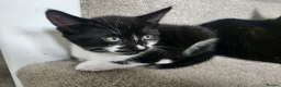 Mixed Breed cats for sale: 3 lovely kittens  - Advert 3