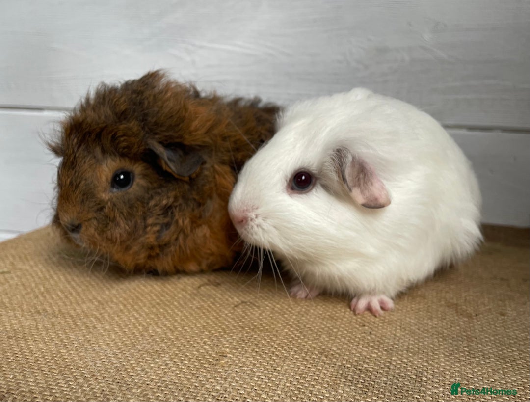 Guinea Pig rodents for sale: Gorgeous baby boys - Image 4