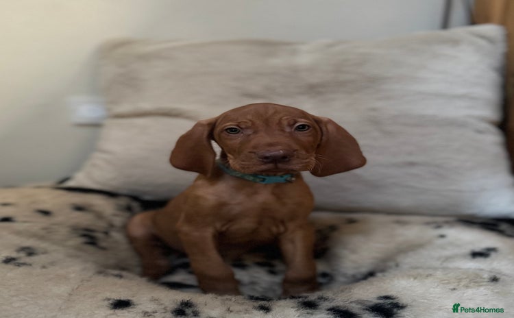 Hungarian Vizsla dogs - Advert 1