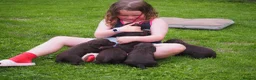 Cocker Spaniel dogs for sale: KC registered Working Cockers- Maesydderwen bred - Advert 19