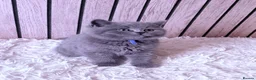 British Shorthair cats for sale: British Shorthair Blue Kitten  - Advert 2