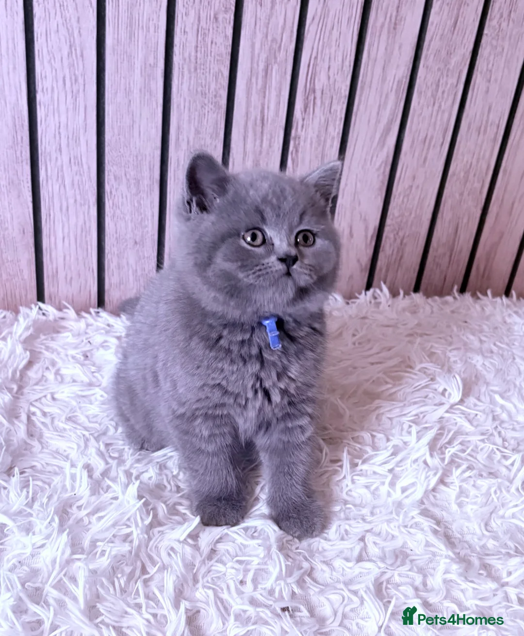 British Shorthair cats for sale: British Shorthair Blue Kitten  - Advert 2