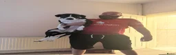 Border Collie dogs for sale: Luna  - Advert 4