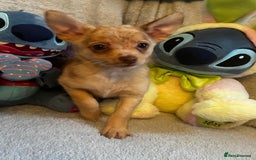 Mixed Breed dogs for sale: Chihuahua x  - Image 19