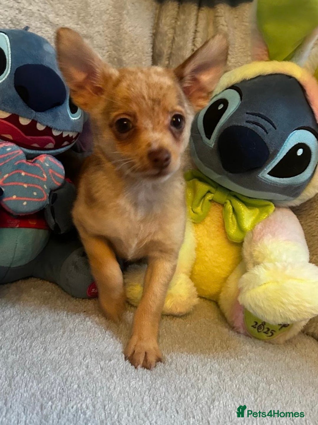 Mixed Breed dogs for sale: Chihuahua x  - Image 19