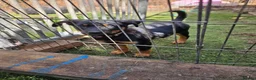 Australian Kelpie dogs for sale: Working Kelpie Pups in Melton Mowbray - Advert 4