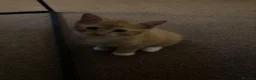 Mixed Breed cats for sale: 2 male kittens  - Advert 7