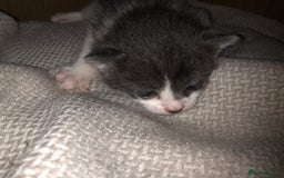 Mixed Breed cats for sale: 5 kittens for sale - Image 4
