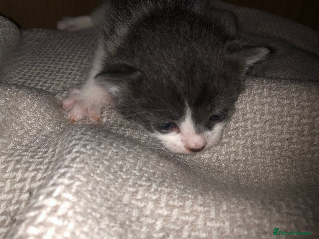 Mixed Breed cats for sale: 5 kittens for sale - Image 4