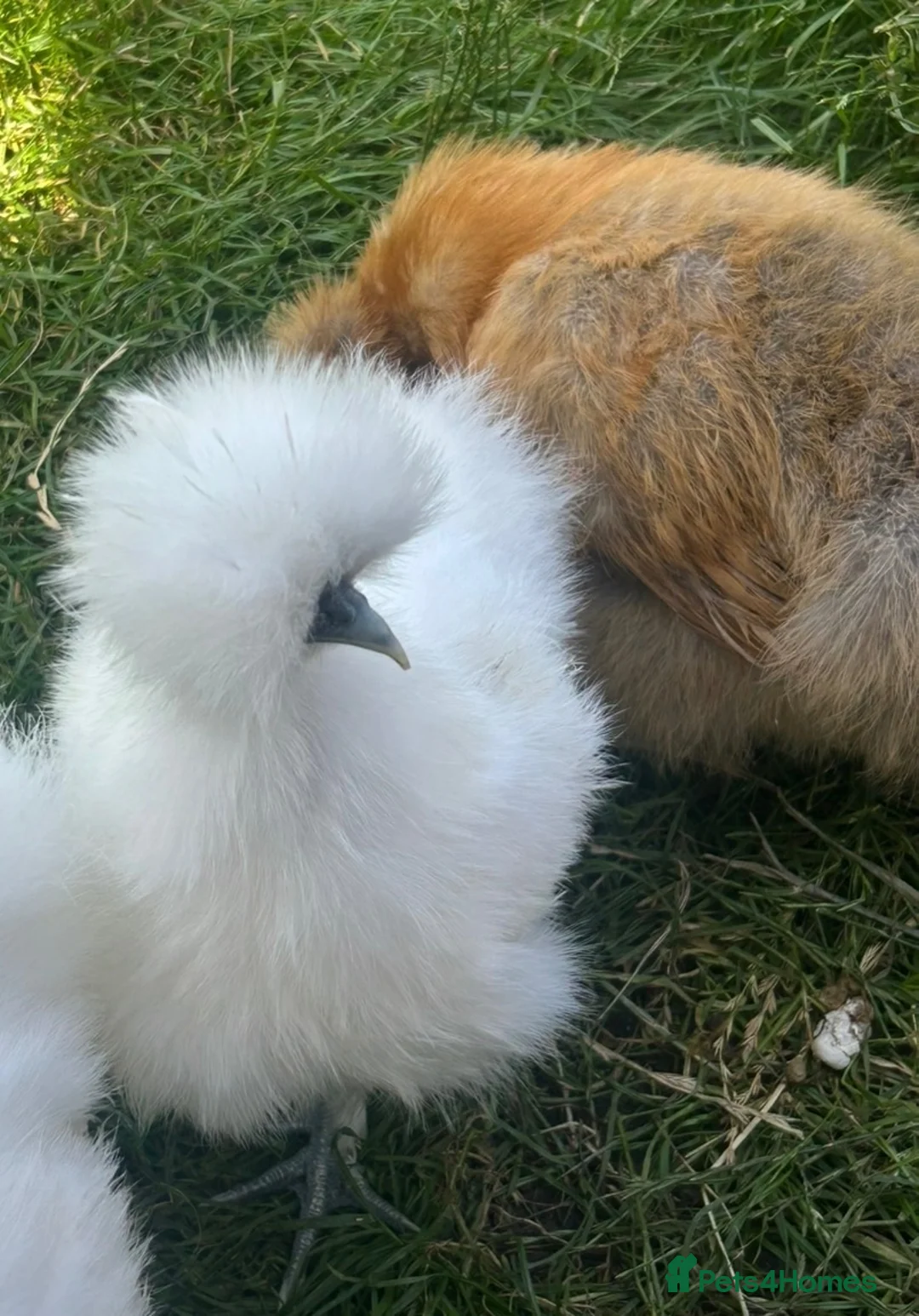 Chickens poultry for sale: Silkie chicks for sale  in Sittingbourne - Advert 2