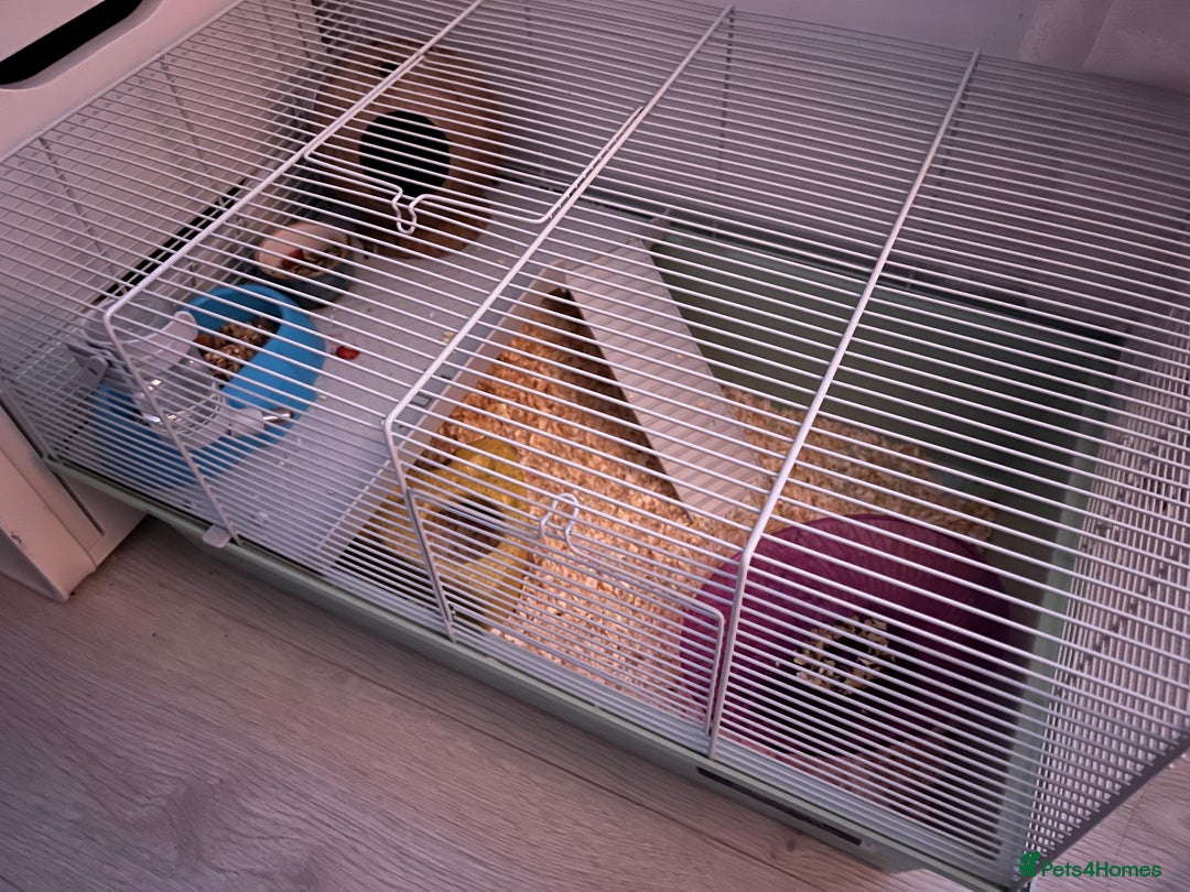 Hamster rodents for sale: the sweetest male syrian hamster ❤️ - Image 5