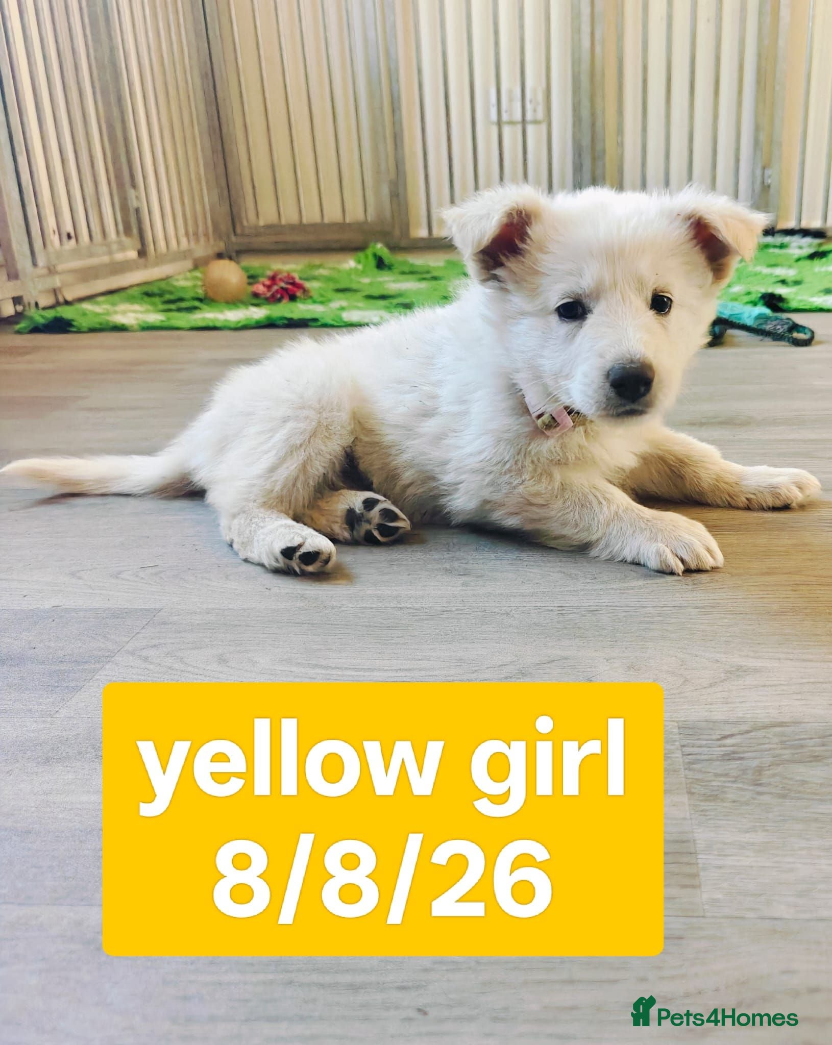 White Swiss Shepherd dogs Stunning KC reg long-coated White Swiss Shepherd - Advert 2