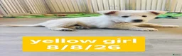 White Swiss Shepherd dogs for sale: Stunning KC reg long-coated White Swiss Shepherd - Advert 3
