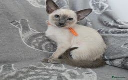 Siamese cats for sale: Four gorgeous girls - Image 8