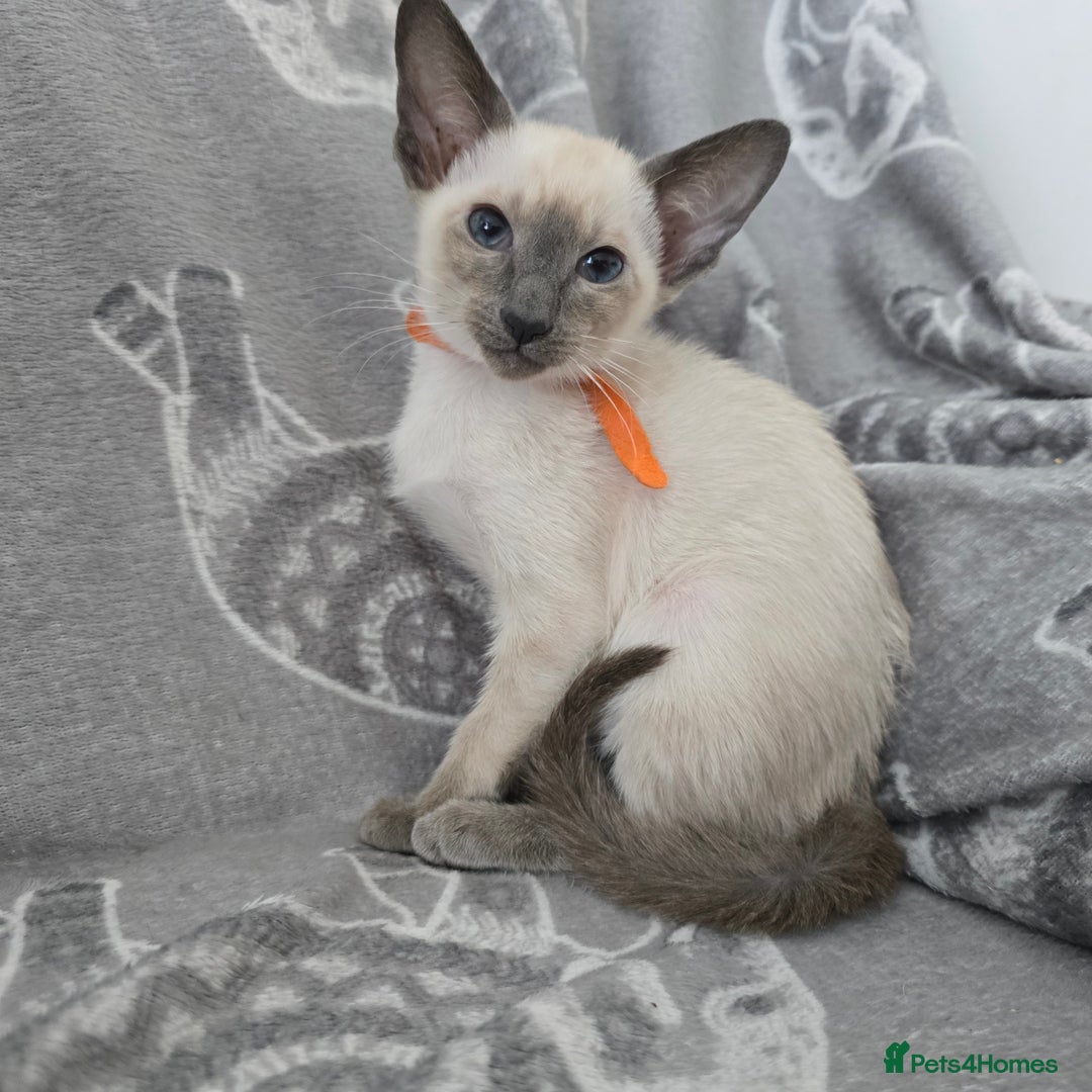 Siamese cats for sale: Four gorgeous girls - Image 8