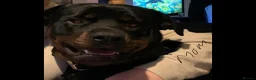 Rottweiler dogs for sale: Rottweiler puppy  - Advert 2