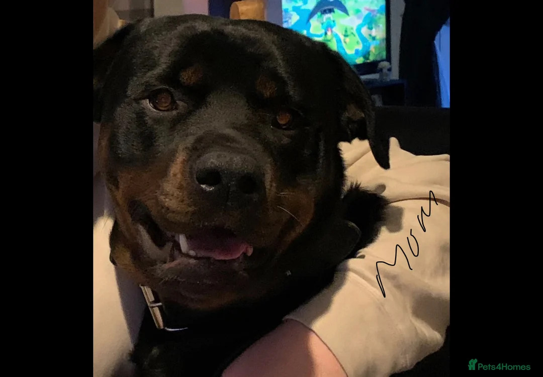 Rottweiler dogs for sale: Rottweiler puppy  - Advert 2