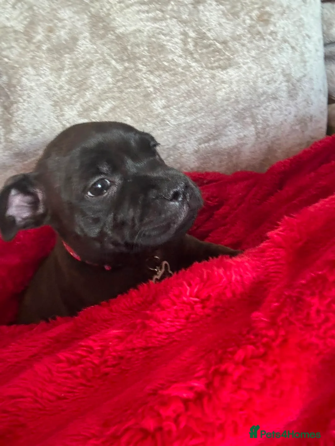 Staffordshire Bull Terrier dogs for sale: Beautiful little girl in Sittingbourne - Advert 6