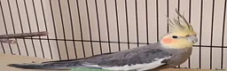 Cockatiels birds for sale: Cockatiel male - pickup only in Beverley - Advert 1