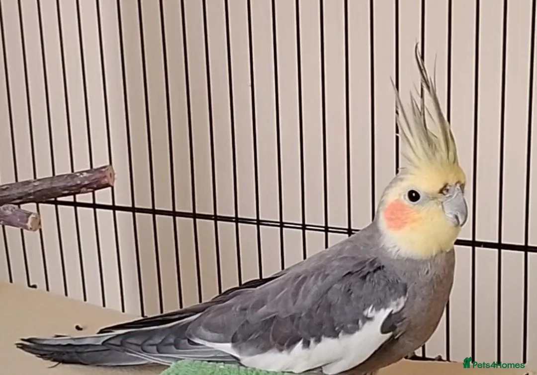 Cockatiels birds for sale: Cockatiel male - pickup only in Beverley - Advert 1