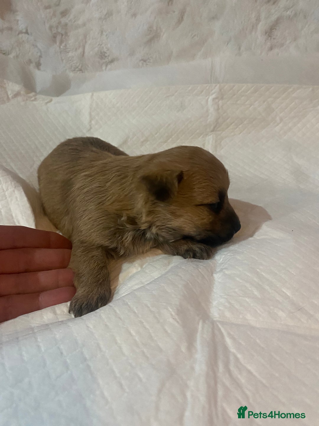 Jackapoo dogs for sale: Jackapoo puppies - Advert 16