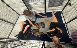 German Shepherd dogs for sale: German Shepherd Puppies  - Image 35