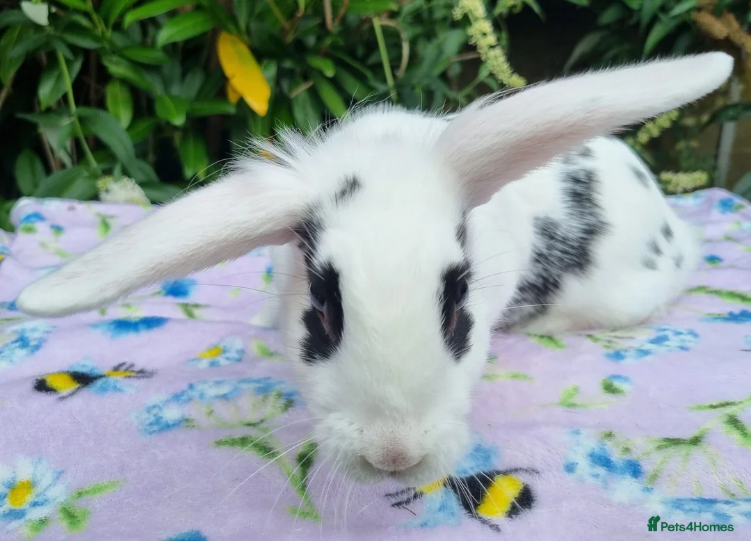 Mixed Breed rabbits for sale: Still Available - 4 Month old Baby Girl Bunny - Advert 2