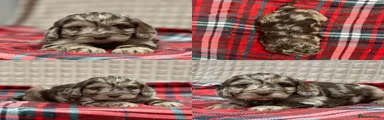 Cockapoo Puppy 3