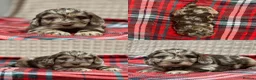 Cockapoo dogs for sale: STUNNING COCKAPOO PUPPIES READY NOW - Advert 18