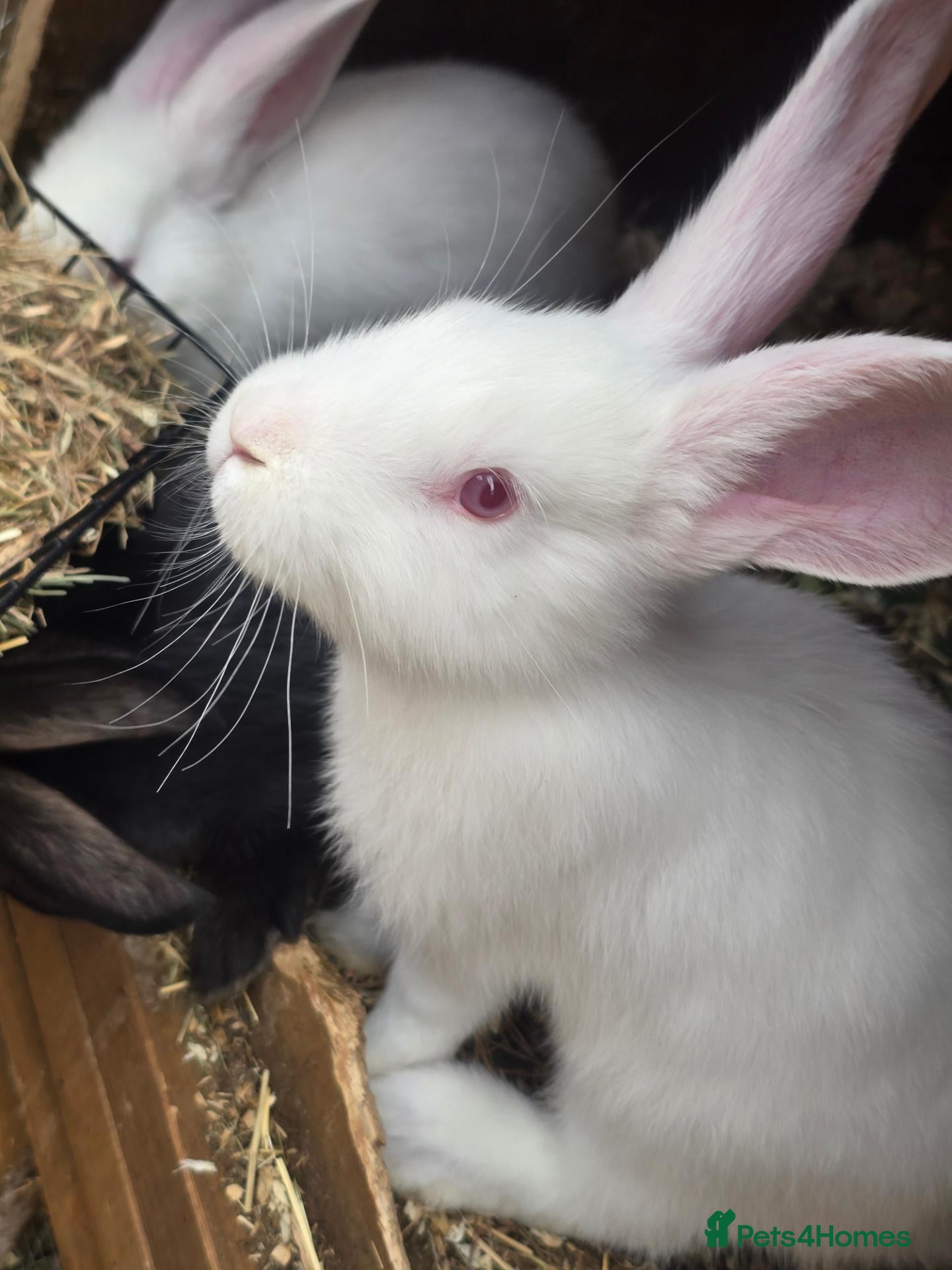 Continental Giant rabbits Continental Giant Rabbit Kits Bookings Now Open 🐰 - Advert 1