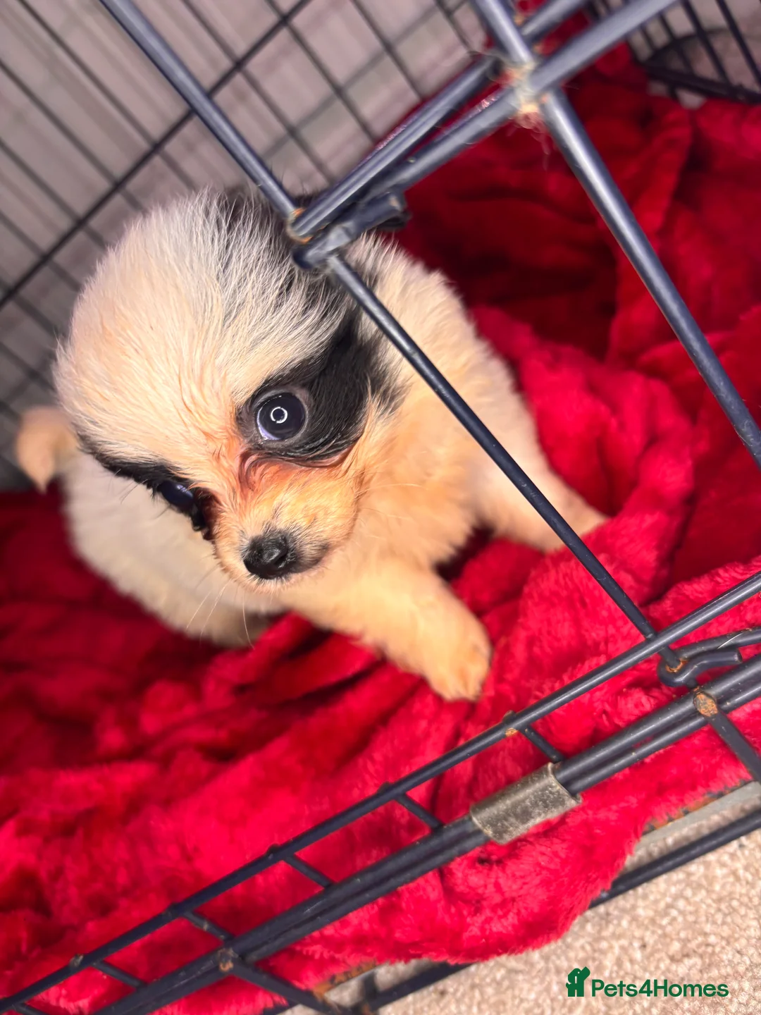 Pomchi dogs for sale: Pomchi puppy’s  - Advert 8